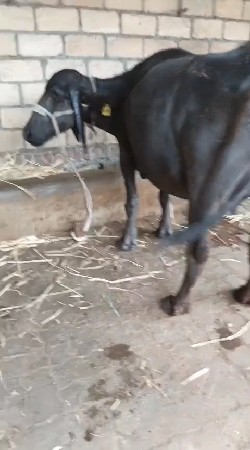 ભેસ