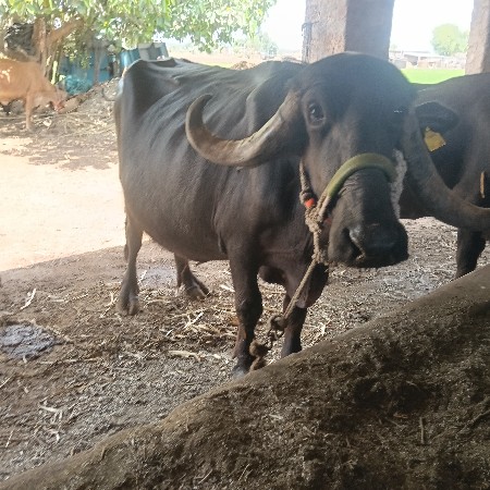 ભેંસ વેચવાની છે