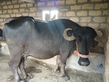 ભેંસ વેચવાની છે