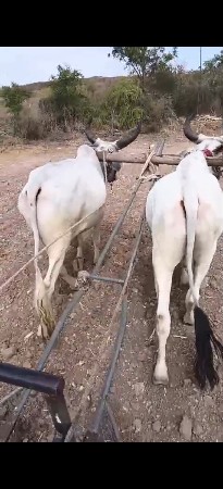 બીજી ધરના