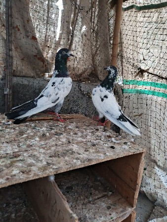 ટેડી જોડી છે ભાઈ
