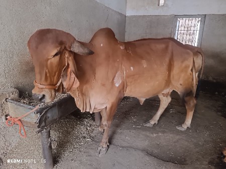 ગાય વેચવાની છે.