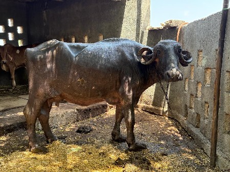 ભેંસ વેસવાની છે