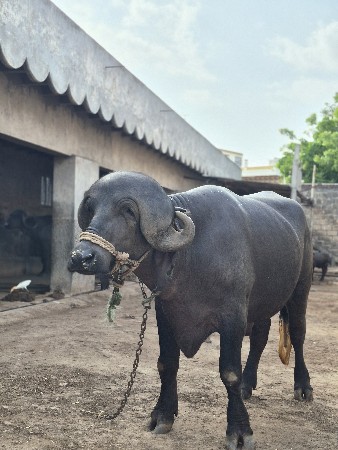 પાડો વેચવા નો છે