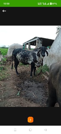 ગાય દેવાની સે