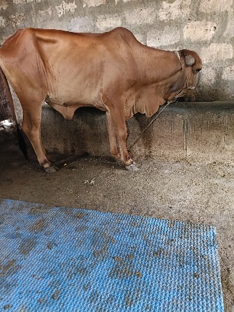 ગીર હોડકી વેસવાની સે
