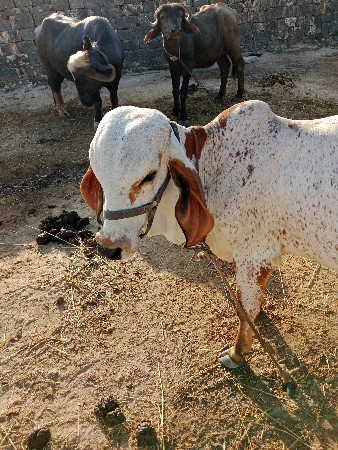 આ વાછરડો ફ્રી મા આપવાનો છે.
