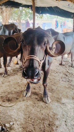 વેચવાની છે