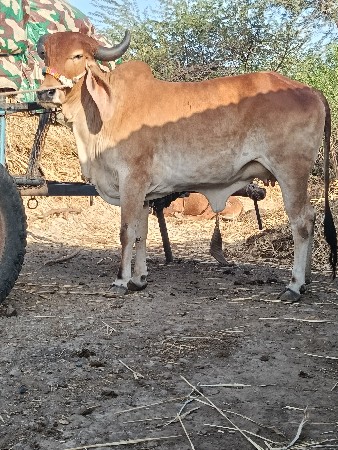 ગાય દેવાનિછે