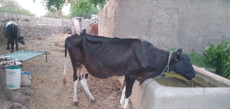 vesvani