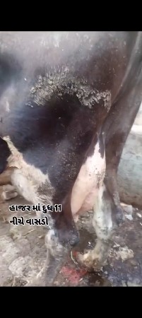 ગાય વેસવાની છે