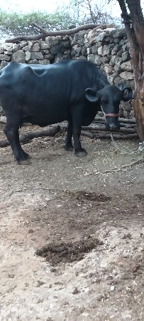ભેંસ
