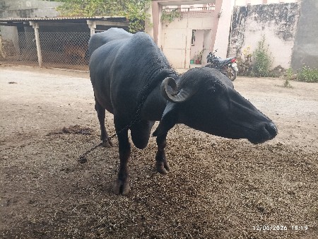 ભેંસ વેચવાની છે