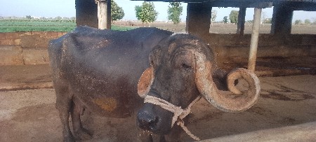 ભેંસ વેચવાની છે.