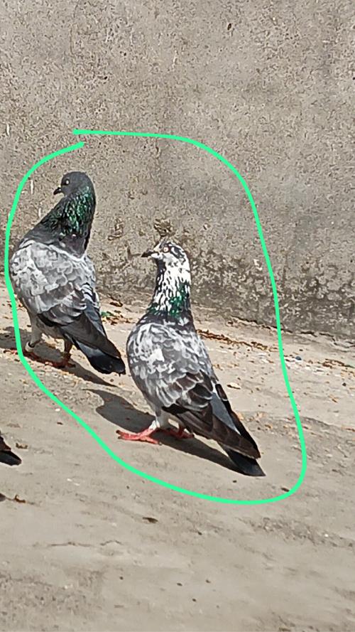 કબૂતર વેચવાના છે