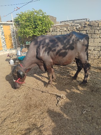 પંદરદીવસનીકાચીછે
