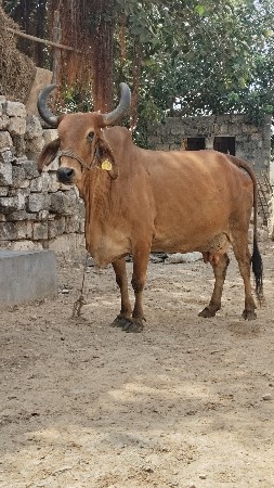 ગાય વેચવા ની છે