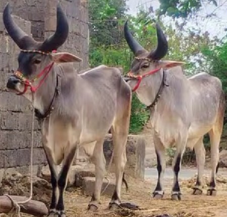ગોઢલા વેચવાના છે