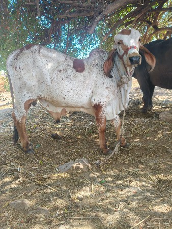 વાછડો ધણખુટ મા આપવાનો છે