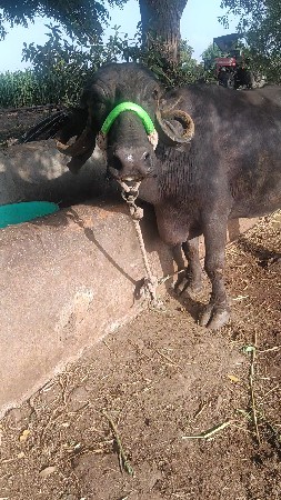 ગાભણી પારેટ....