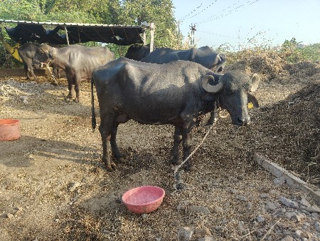 પેલું વેતર 10દિવસ ની વિયાણ