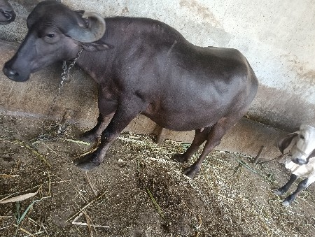 બેસવાની છે