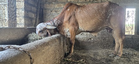 gir vodki devani se