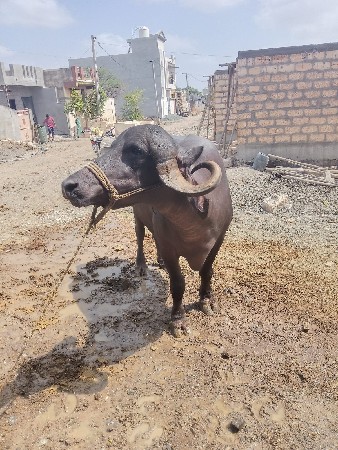 sari jafri khadeli vechvani che