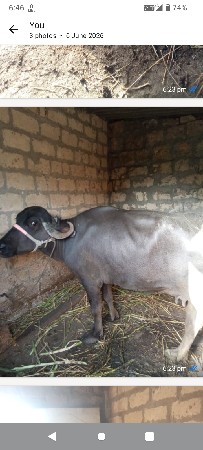 ભેછવેછવાનીછે