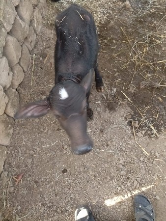 પાડી સટકાર્વના સે