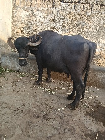 ભેંસ.વેસવાની.છે.