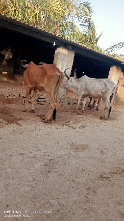 બળદ