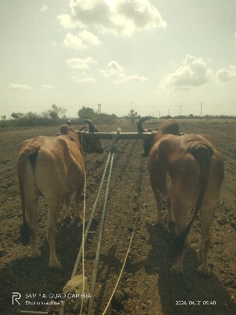 વેચવા ના છે