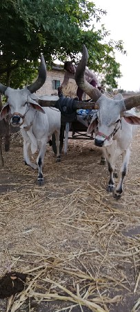 બળદ ની જોડ વેચવા ની છે