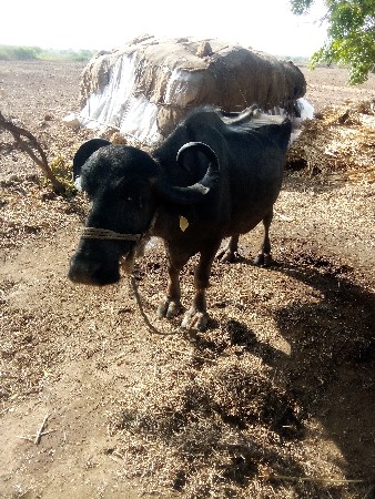 bhesh.vechavani.che.