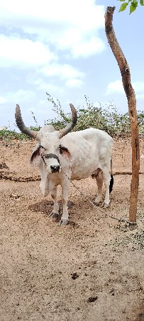 ગાય વેચવાની છે