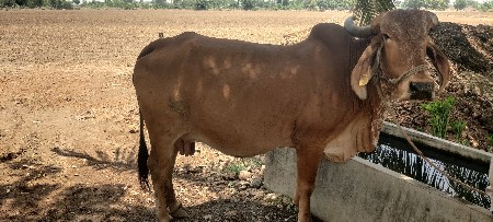 5 લિટર 3જૂ વેતર