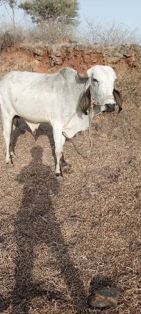 આ ખુડ વેંચવાનો છે