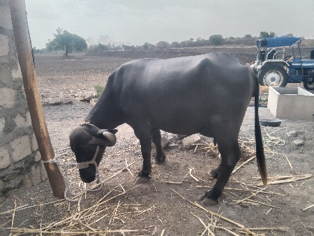 રોહિત ભાઈ 
6354616803