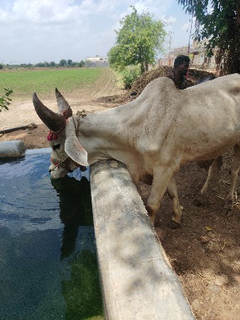 આ ગોઢલો વેચવાનો છે