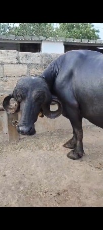 ભેંસ વેચવાની