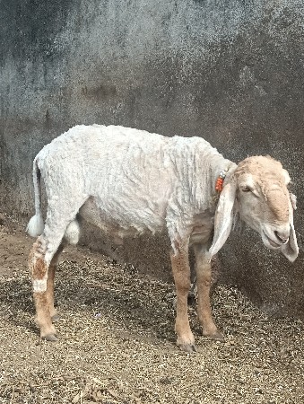 ઘેટો વેચવાનો છે