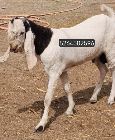 Gulabi Bakro