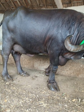 વેચવાની છે...