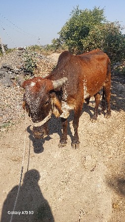 ગોઢલા