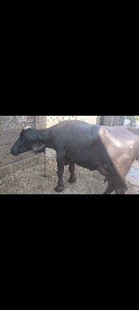 ભેંસ વેચવાની છે
