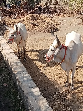 વેચવાનાછે.  9638975519