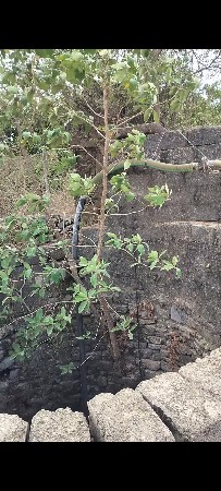 3.5 વીઘા  2 ગુઢા