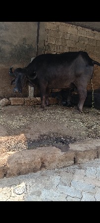 ભેંસ વેચવાની છે વેતર 3