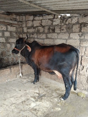 ગાય